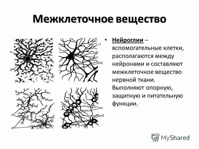 Нервная ткань имеет межклеточное вещество. Нервная ткань имеет межклеточное вещество. Ткани нервной системы гистология. Вспомогательные клетки нейроглии. Строение нейроглии гистология.