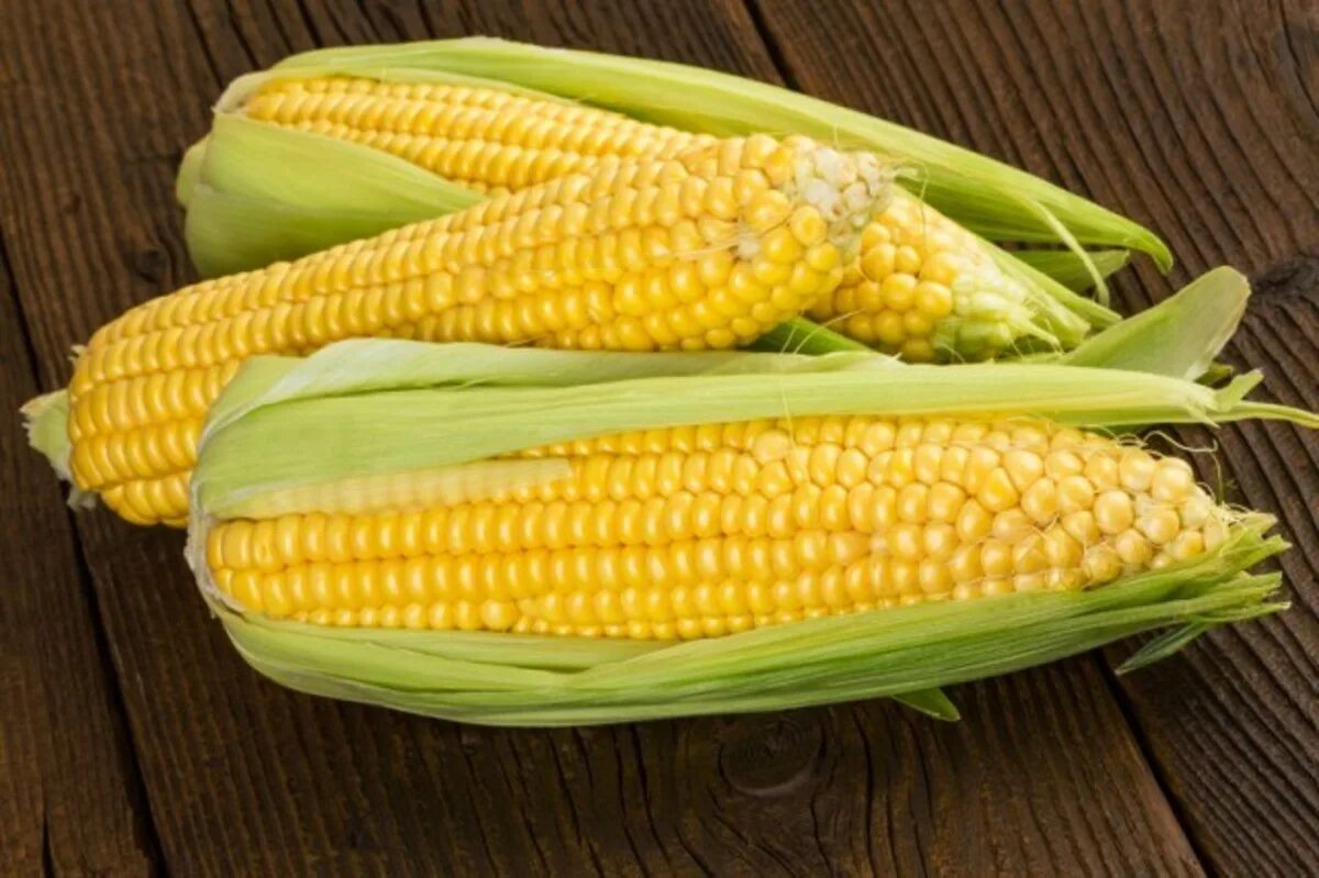 Corn кукуруза. Кукуруза Sweet Corn. Початки семенной кукурузы. Кукуруза сахарный початок. Качан кукурузы.