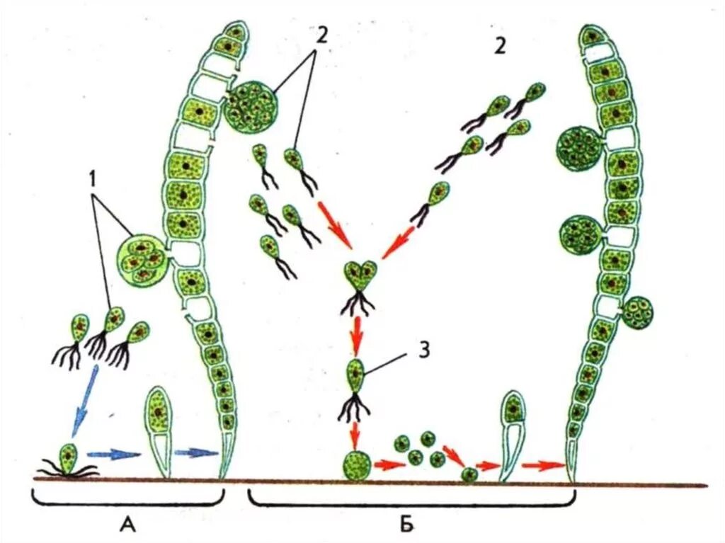 Размножение водоросли биология. Цикл развития водоросли улотрикс. Улотрикс размножение схема. Размножение водорослей улотрикс. Улотрикс жизненный цикл.