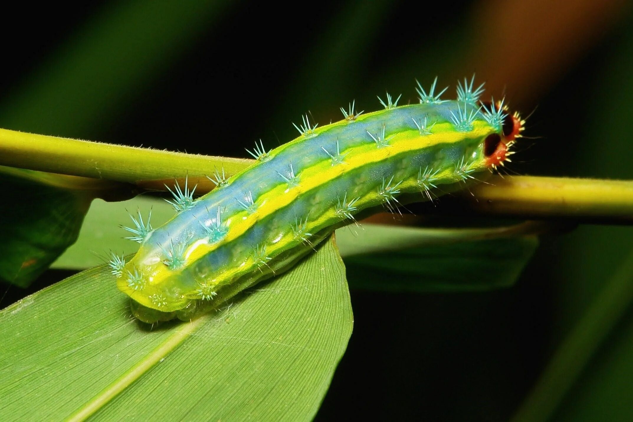 Кристальная гусеница Дальцерида. Polyura Sempronius гусеница. Гусеница бабочки Carthaea saturnioides. Гусеница Грин бабочка.