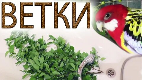 Какие ветки можно кореллам