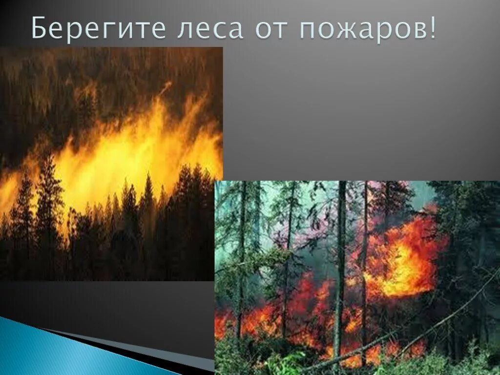 Проект береги лес. Берегите природу от лесных пожаров. Берегите леса, берегите! От пожаров. Пожар на природе. Лесные пожары береги лес.