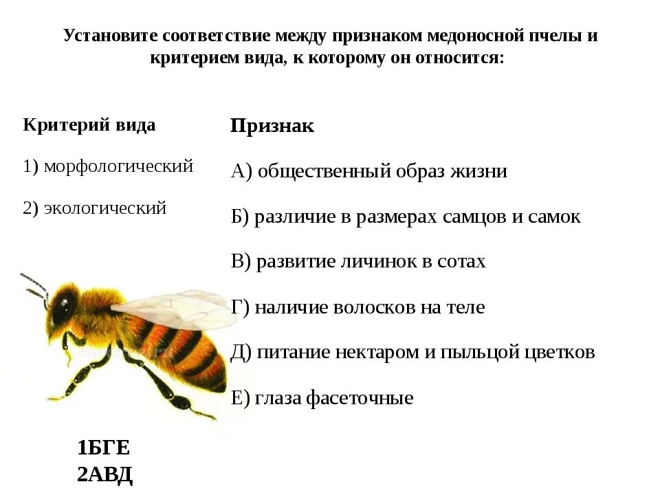 Установите соответствие медоносная пчела