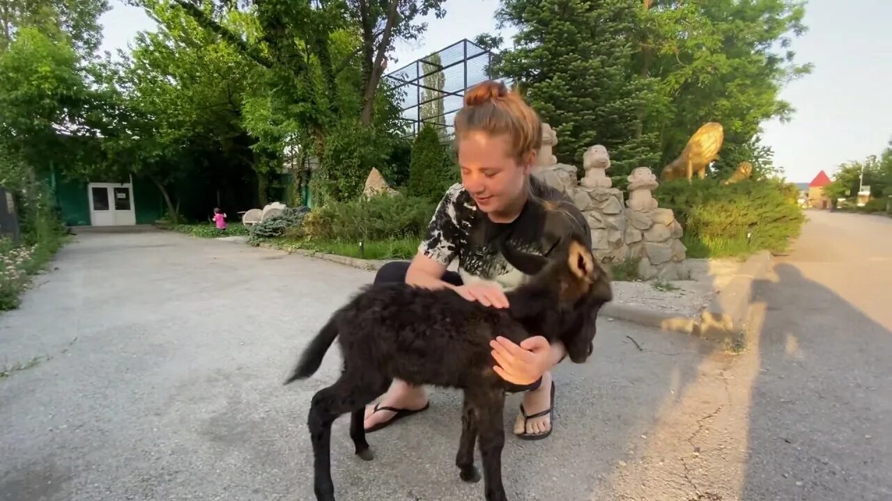 Приключения ангелины ютуб. Гамадриленок Люся парк Тайган. Приключения Ангелины и Гамадрилёнка Люси в Тайгане.