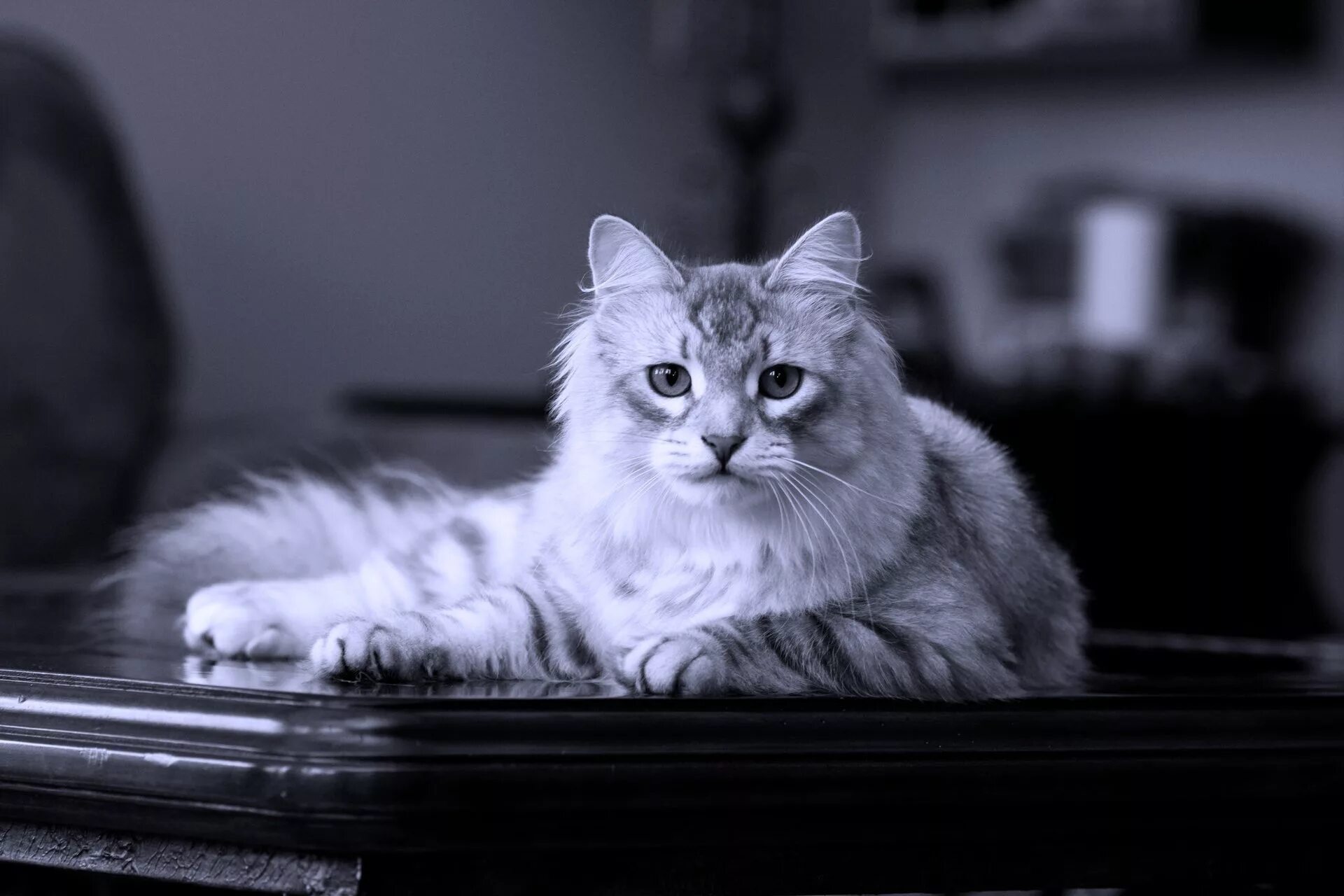 Сибирская кошка серо белая. Сибирская кошка серая. Красивые коты. Кошечки на рабочий стол. Стол кошечка