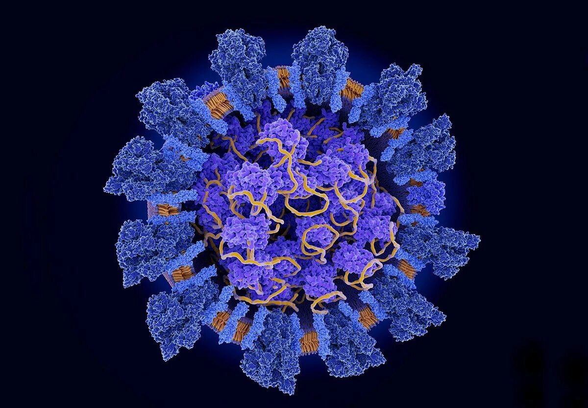 SARS-cov-2 Дельта штамм. Коронавирус SARS-cov-2. Штамм Сарс коронавирус. Вирус SARS-cov-2 под микроскопом. Коронавирус общий