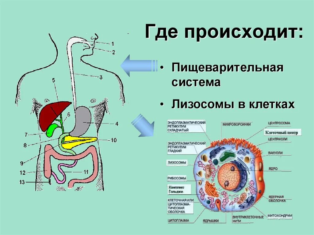 Пищеварительной системе происходит. Пищеварительная система этапы пищеварения. схема клеток пищеварительной системы. этапы обмена веществ. пищеварительная система презентация.