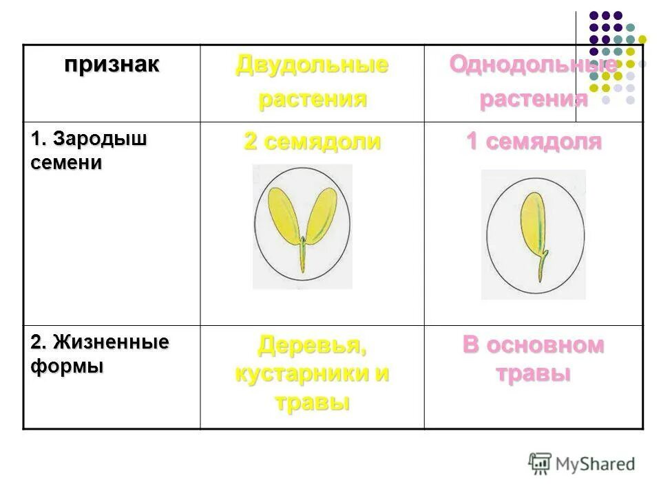 Растения имеют в зародыше семени две семядоли. Что такое семядоля у растений. 2 Семядоли в семени. Семядоля у однодольных растений. Растения с двумя семядолями.