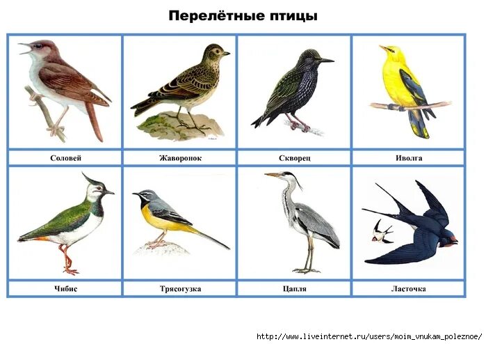 Картинки птиц с названиями. Перелетные и неперелетные птицы для детей. Перелетные птицы Урала для детей. Перелётные птицы названия для детей. Перелетные птицы карточки.