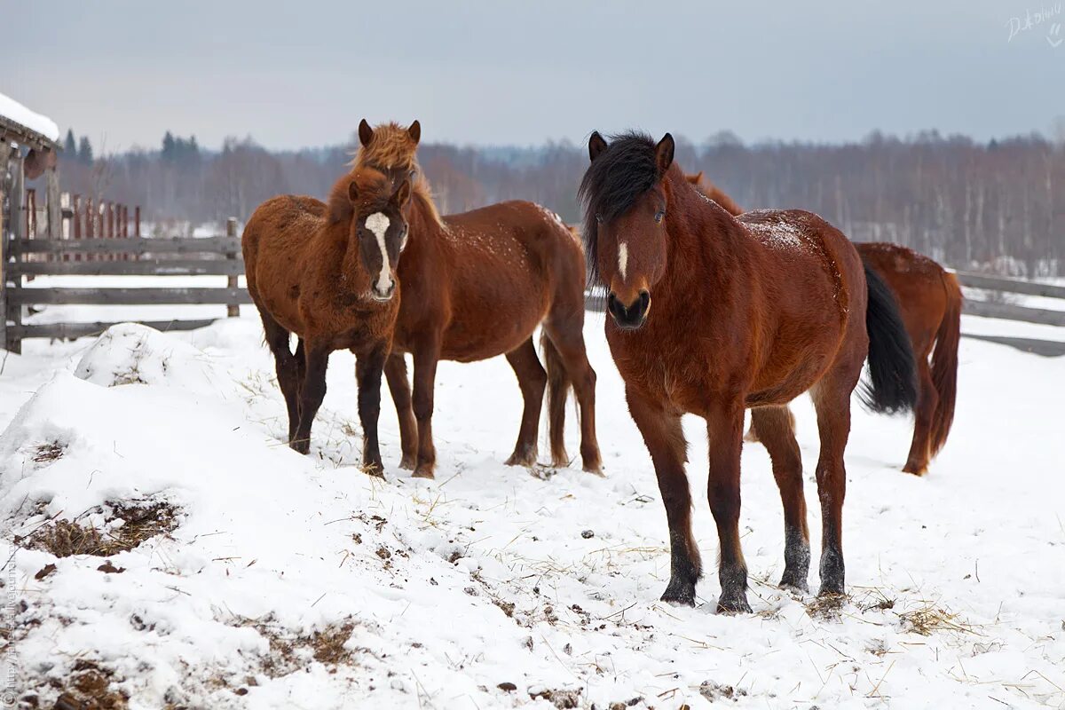 Село лошадка. Морщихинская Кенозерье. Лошади в деревне. Лошади зимой. Кони на конюшне зимой.