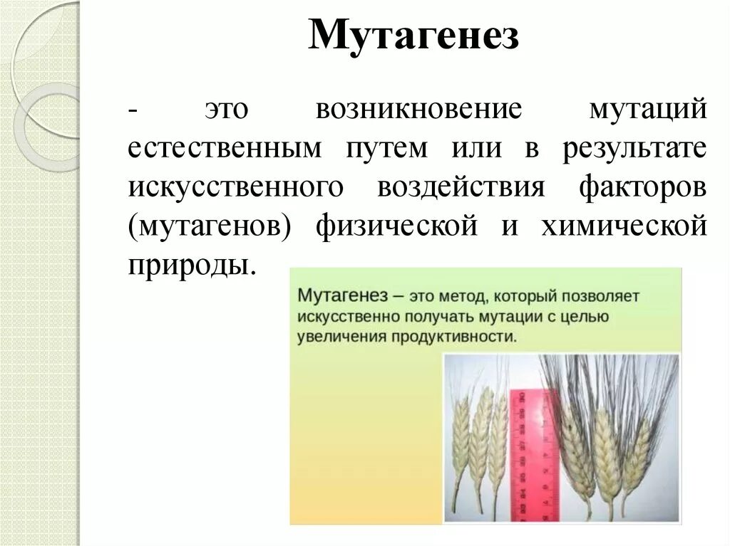 Селекция животных мутагенез. Метод селекции искусственный мутагенез. Искусственный мутагенез в селекции микроорганизмов. Искусственный мутагенез в селекции растений и животных. Методы селекции растений искусственный мутагенез.