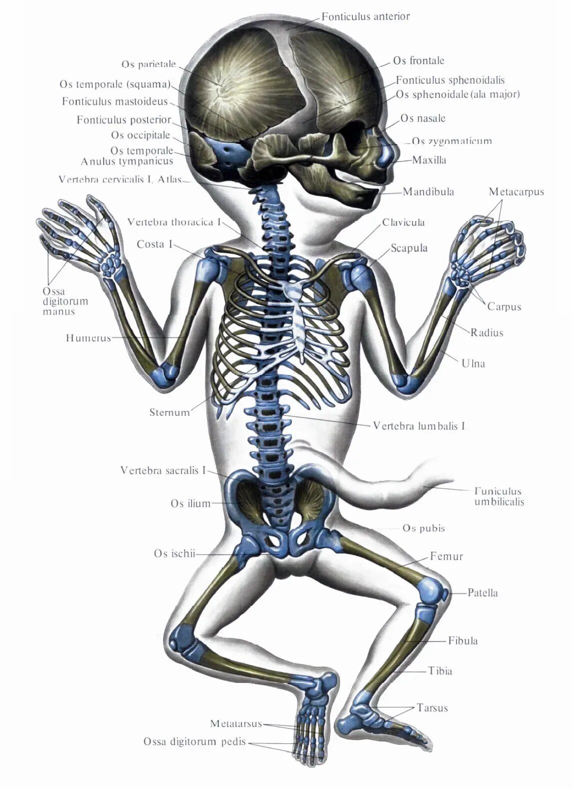 Сколько костей у новорожденного. Скелет младенца анатомия. Строение скелета новорожденного ребенка. Скелет новорожденного ребенка анатомия. Костный скелет новорожденного.
