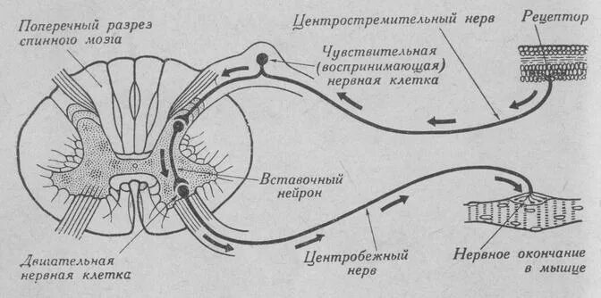 Двигательный вегетативный нейрон. Рефлекторная дуга спинального рефлекса схема. Схема рефлекторной дуги спинного мозга. Схема строения трехнейронной рефлекторной дуги.. Дуга спинномозгового рефлекса схема.