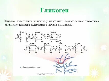 Печень животных гликоген