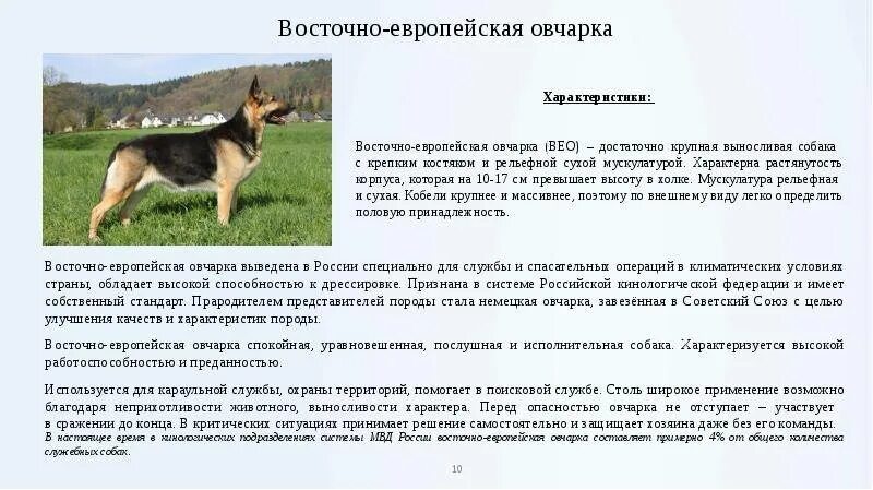 Сколько живут восточно овчарка