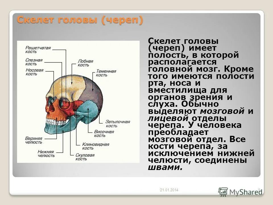 Кости черепа мозговой отдел и лицевой отдел. Функции скелета черепа. Скелет головы мозговой отдел костей. Функции костей мозгового отдела черепа. Функции скелета черепа.