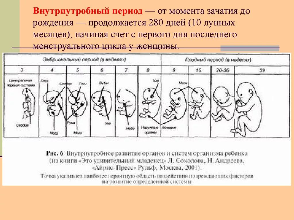 Схема периодов внутриутробного развития плода. Этапы внутриутробного развития плода таблица. Стадии внутриутробного развития схема. . Периодизация на этапе внутриутробного развития плода. Особенности внутриутробного развития человека