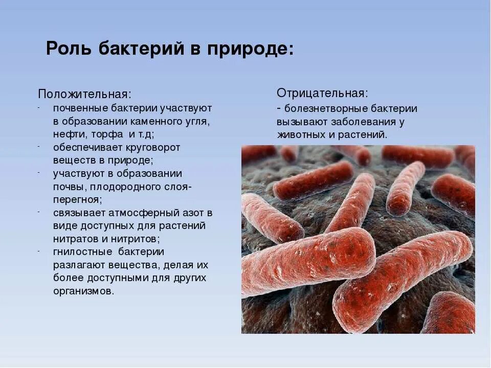 Роль бактерий в природе 7 класс кратко. Сообщение роль бактерий в природе. Функции бактерий в природе. Сообщение о значении бактерий 5 класс биология. Сообщение бактерий в природе и жизни человека 5 класс биология.