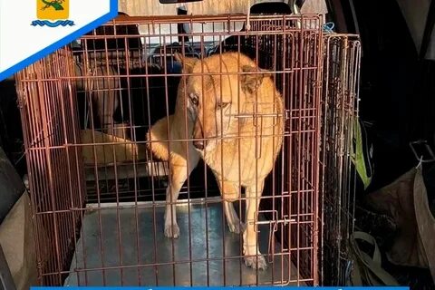 Заявки на отлов безнадзорных животных