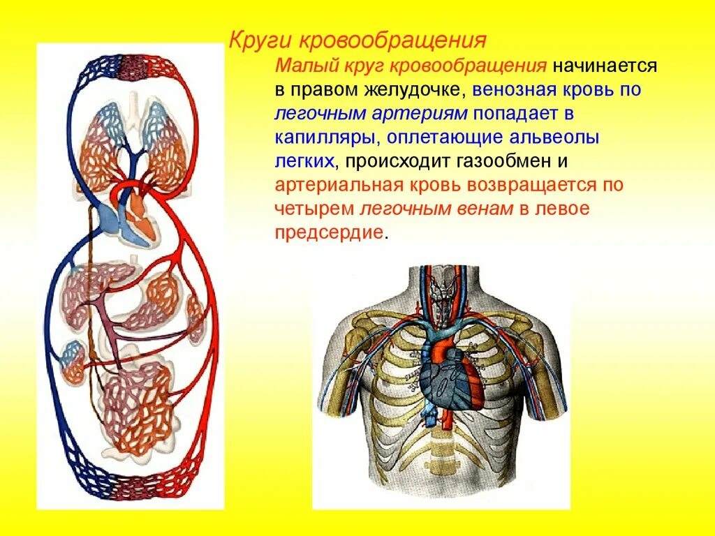 Малый круг кровообращения начинается аортой. Большой круг кровообращения. Круг кровообращения начинается. Большой круг кровообращ.