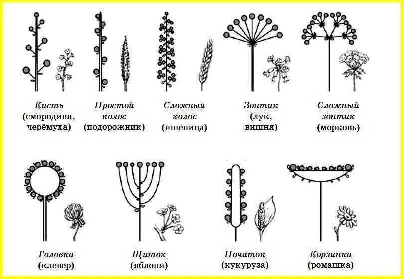 Кистевидная корзинка схема соцветия. Строение соцветия сложный зонтик. Схема сложных соцветий биология 6. Схемы типов соцветий покрытосеменных растений. Какое из перечисленных соцветий относят к сложным