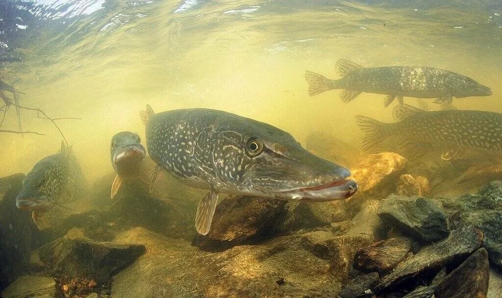 Обыкновенная щука (Esox Lucius). Щука обыкновенная нерест. Рыба в озере. Щука под водой.