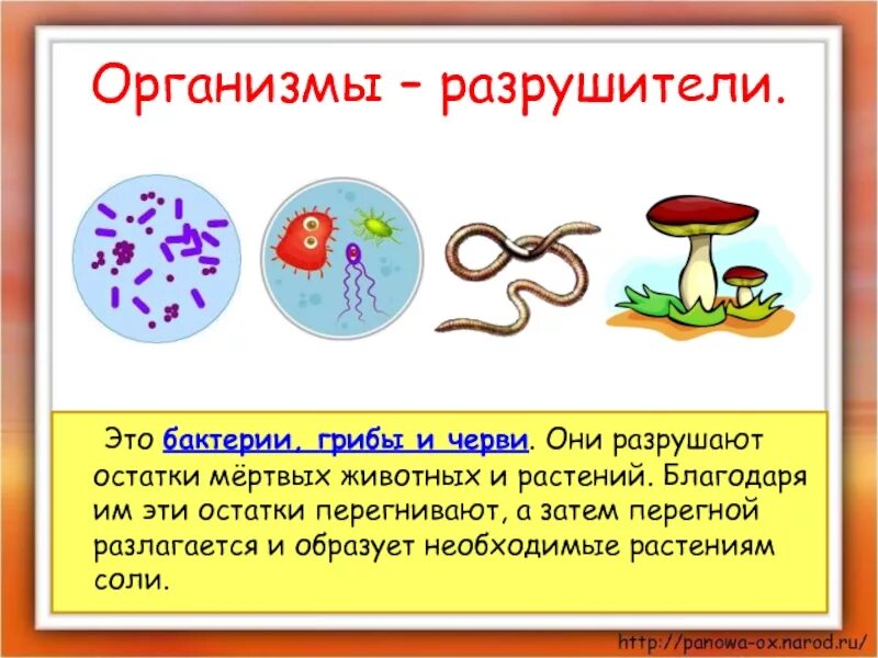 Окружающий мир определение 3 класс. Организмы разрушители. организмы разрушители 3 класс. организмы потребители. организмы разрушители окружающий мир 3 класс.