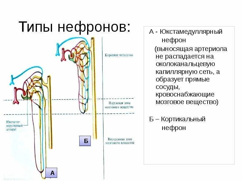 Юкстамедуллярный нефрон схема. Юкстамедуллярный нефрон функции. Типы нефронов в почке физиология. Основная функция юкстамедуллярного нефрона. Интракортикальные нефроны.