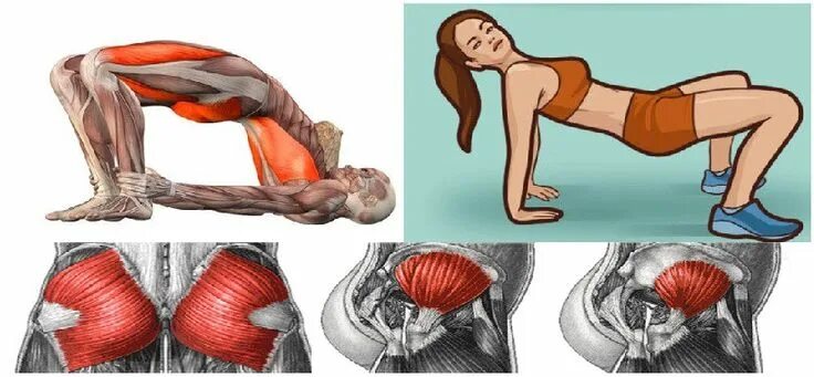 Ягодичный мостик мышцы. Ягодичный мостик работающие мышцы. Упражнение мышцы ягодичный мостик. Ягодичный мостик анатомия упражнений. Ягодичный мостик какие мышцы.