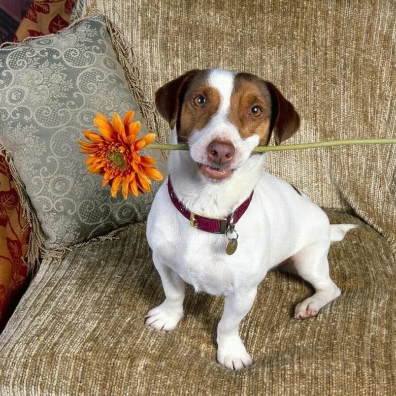 A Jack Russell Terrier Christmas! Jack russell terrier, Fotos de perros, Perros 