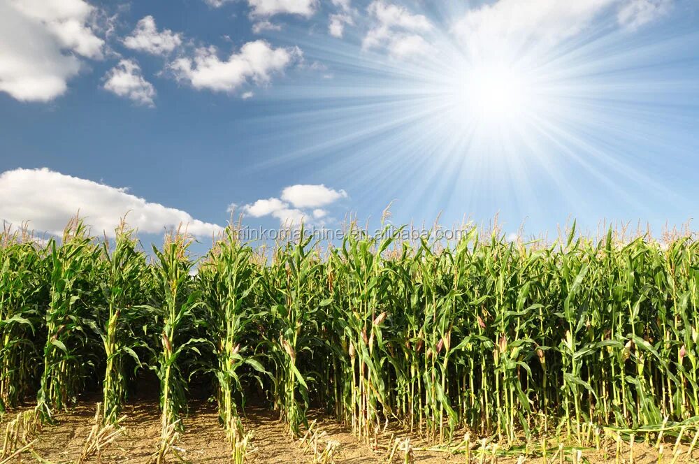 Corn fields