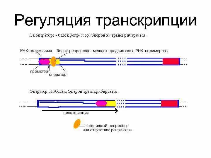 Оператор транскрипция. Белок репрессор. оператор репрессор. регуляторный белок репрессор. оперон оператор репрессор.