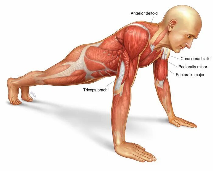 Мышцы задействованные при отжимании. Отжимания мышцы задействованы. Мышцы задействованные при отжимании на брусьях. Мышцы при отжимании от пола. Отжимания какие мышцы работают.