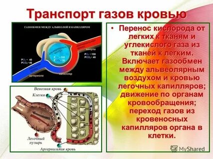 Транспорт газов к клеткам тканей осуществление дренажа