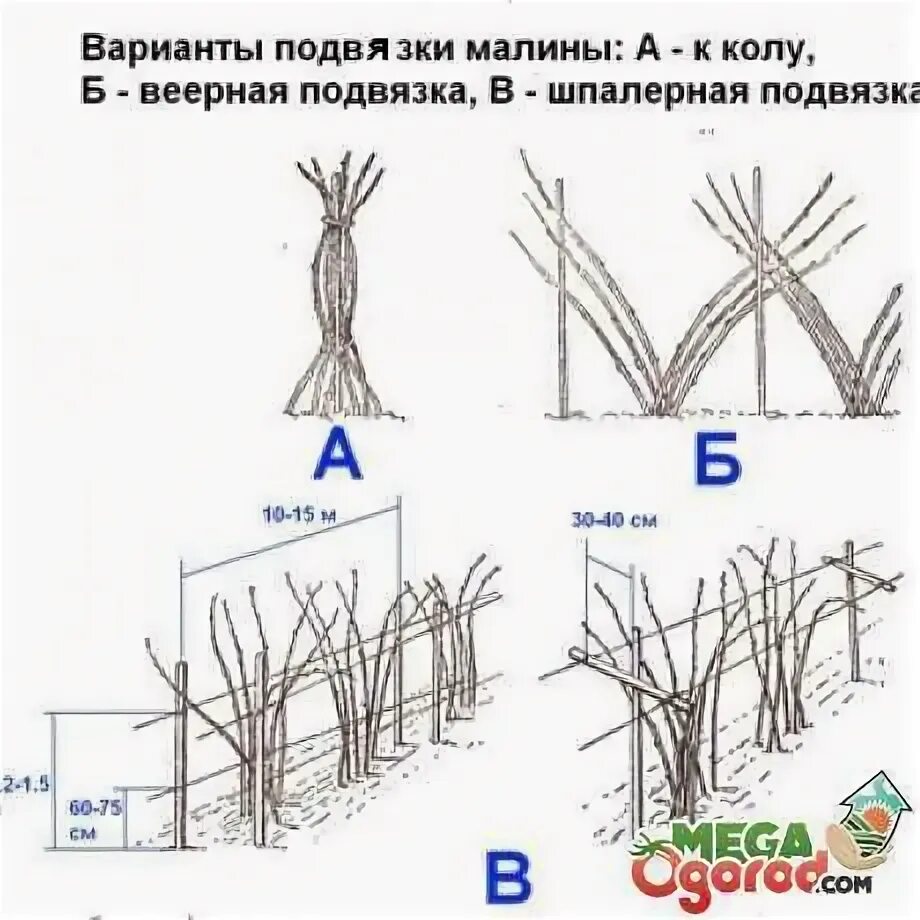 Схема высадки малины. Посадка малины осенью схема. Посадка ремонтантной малины весной. Схема посадки ремонтантной малины в открытом грунте.