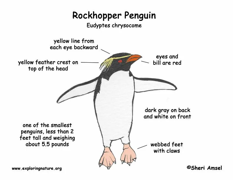 Внешнее строение пингвина. Строение пингвина с описанием. Пингвины строение тела. Части тела пингвина. Пингвин перевод