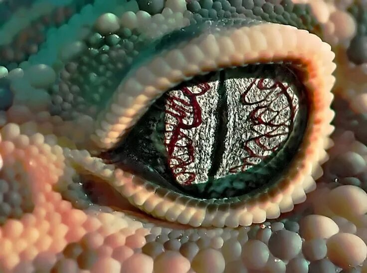 Какой элемент инфраглаза змеи выполняет. Глаз рептилии. Глаз ящерицы. Глаз геккона. Глаз змеи Макросъемка.