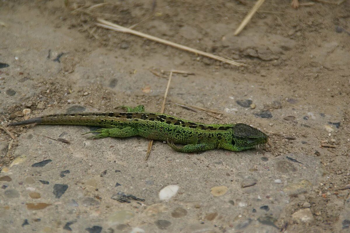 Ящерица прудовая. Прыткая ящерица Lacerta Agilis. Прыткая ящерица альбинос. Яйца прыткой ящерицы.