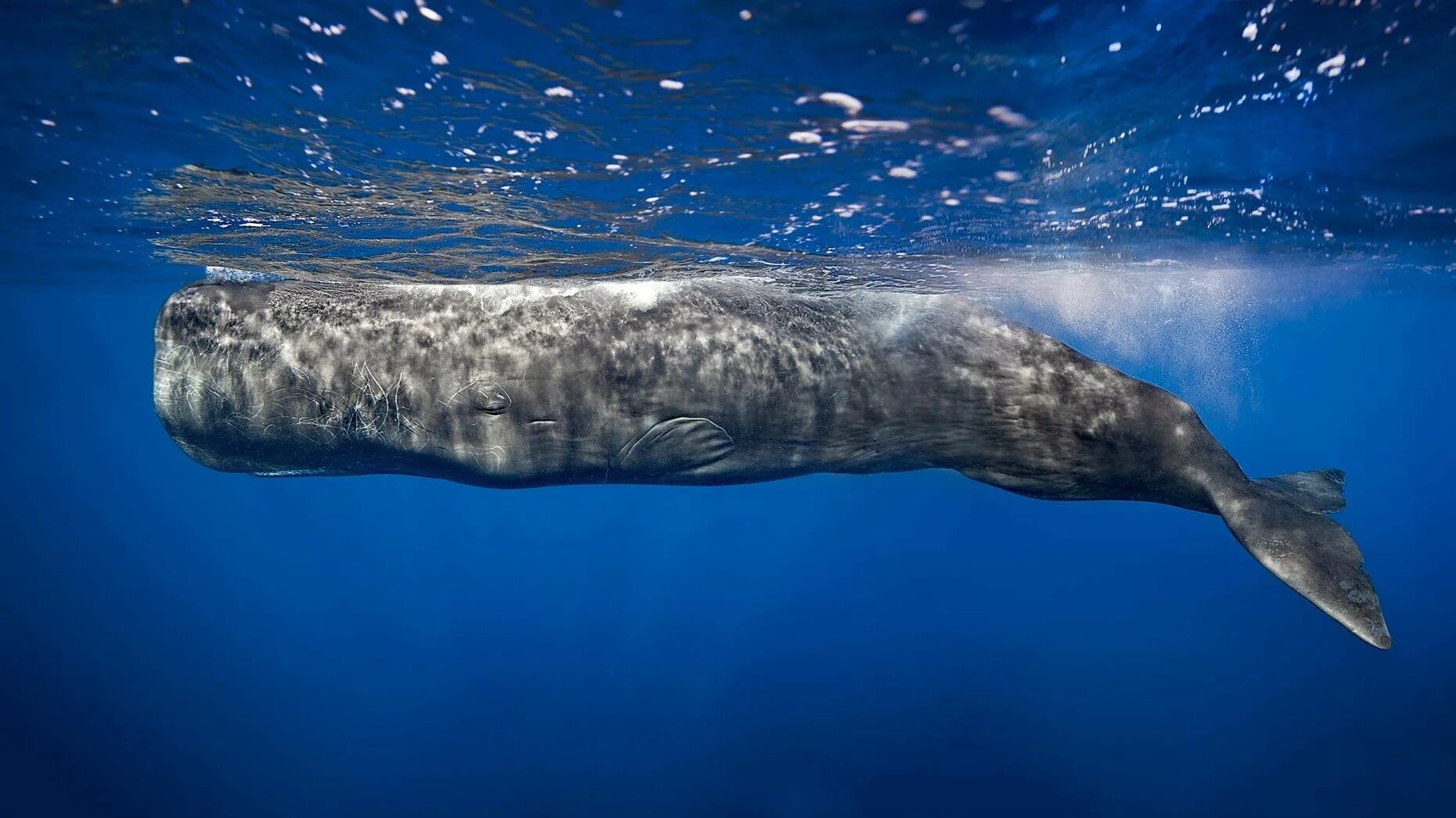 Physeter macrocephalus (кашалот). Китообразные кашалот. Горбач горбатый кит. Physeter macrocephalus (кашалот). Антарктика горбатый кит.