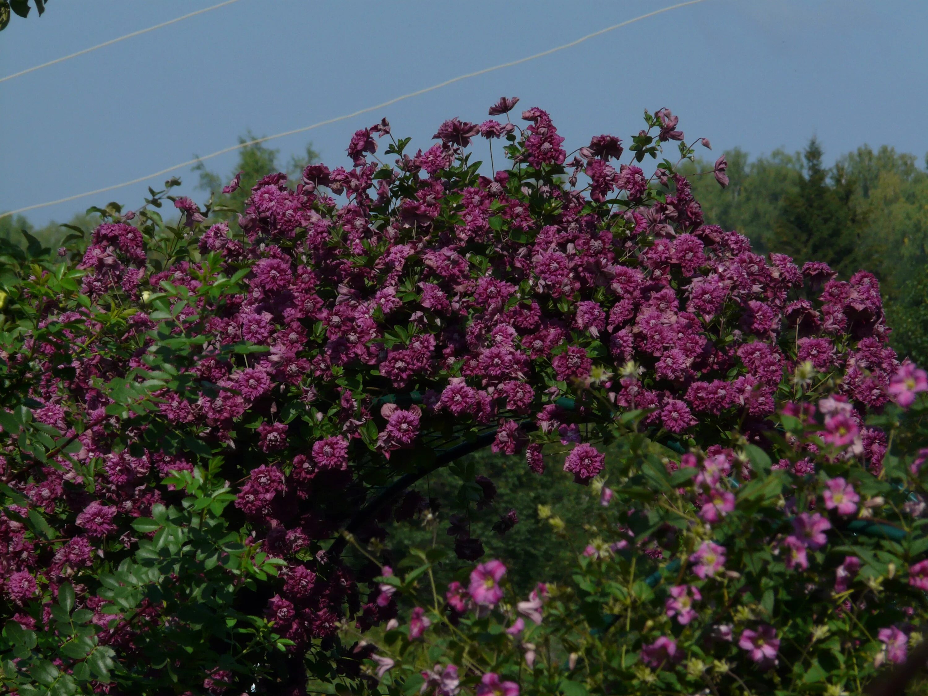 Клематис Пурпуреа плена. Пурпуреа плена Элеганс. Клематис purpurea Plena elegans. Клематисы Пурпуреа плена. Клематис сорта пурпуреа плена элеганс фото