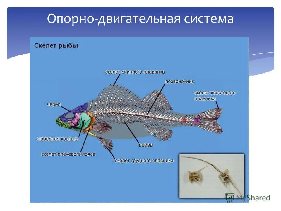 Тест строение рыбы 7 класс биология. Тест по биологии 7 класс внешнее строение рыб с ответами. Внутреннее строение рыб таблица система органов. Тест 7 класс биология внешнее и внутреннее строение рыбы. Внутреннее строение рыб таблица с ответами.