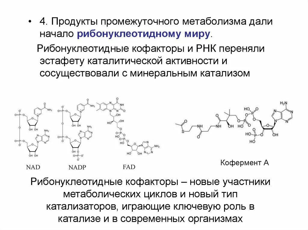 Каталитическая рнк. Метаболиты кофакторы. Каталитические РНК. Промежуточные метаболиты. Кофакторы гетероциклического ряда.