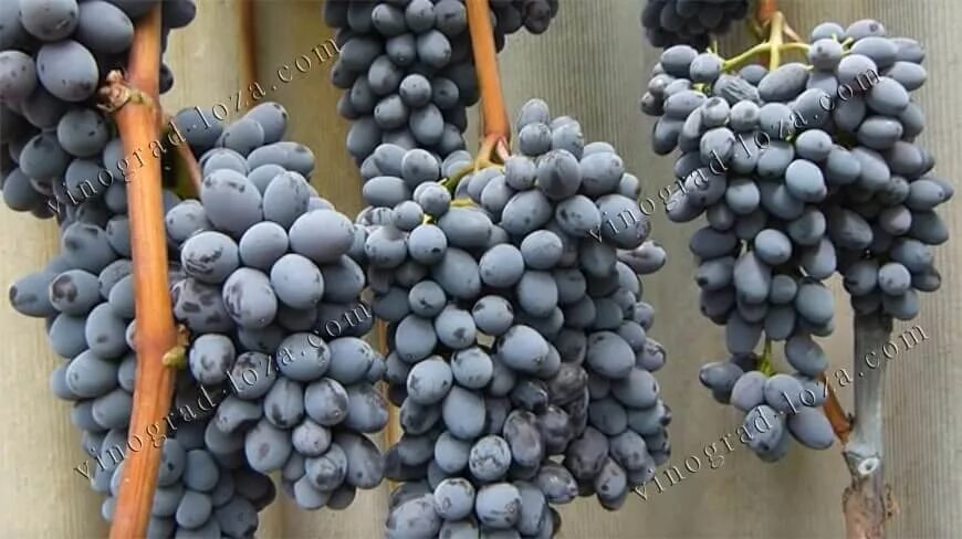 Кишмиш юпитер виноград описание и фото Саженцы винограда Юпитер Bestberry
