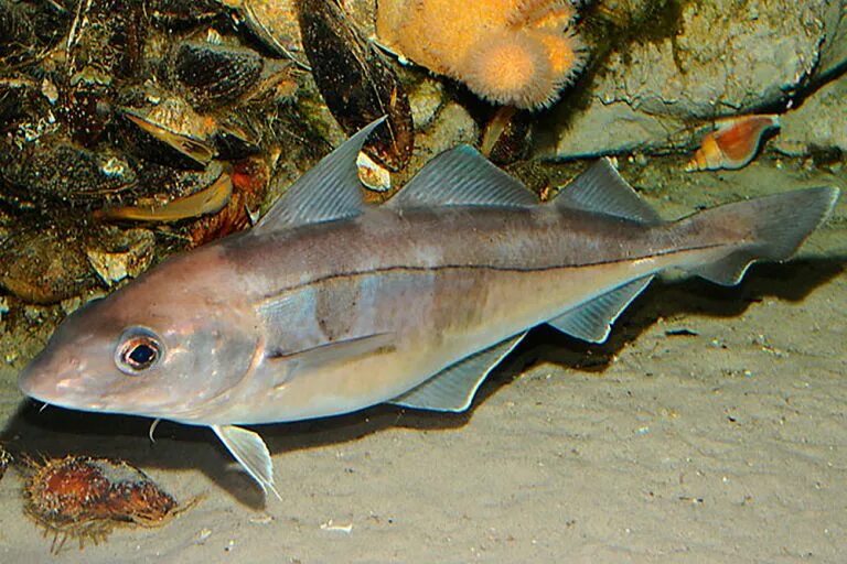 Small Haddock in Angler Hand Stock Photo - Image of season, april: 40350136