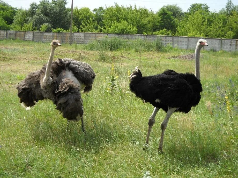 Самый крупный страус. Черный Африканский страус. Черного австралийского страуса. Интересное о страусах. Самка страуса.