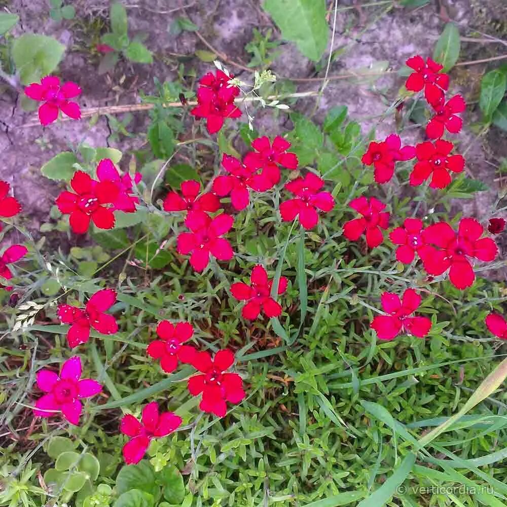 вербена кварц скарлет. бегония грацилис. бегония вечноцветущая красная. Clatterbridge пеларгония. доиаший цветок с маленькими коасными цвеиочкамт.