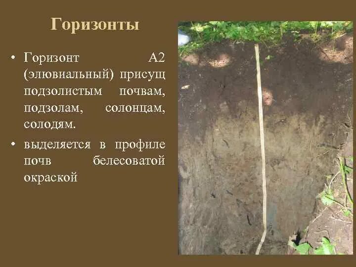 Лесная подстилка гумусовый горизонт горизонт вымывания. Дерново-подзолистые почвы супесчаные горизонты. Горизонт а2 почвы. Почвенные горизонты а1 а2 в с. Гумусовый горизонт подзолистых почв.