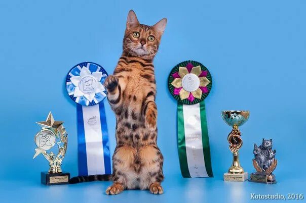 Награды кошек на выставке. Награды для кошек. Награды на кошачьих выставках. Выставка кошек титулы. Award для кошек купить