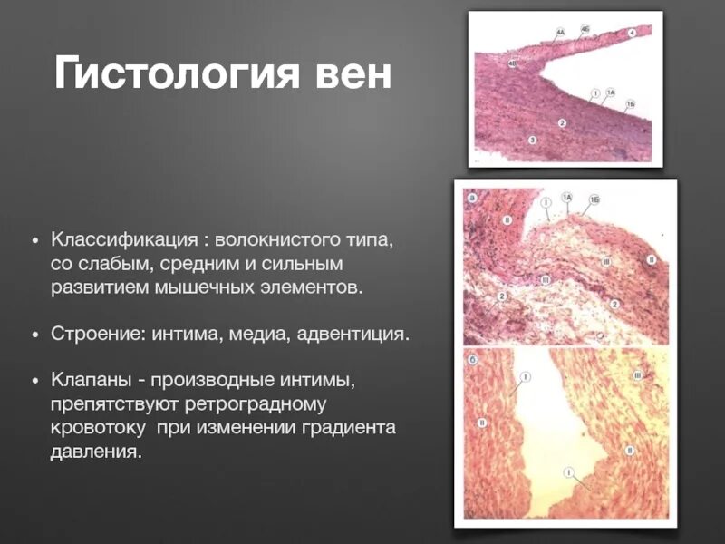 Вены безмышечного типа примеры Вена гистология
