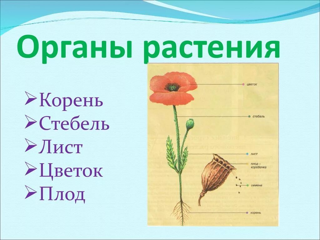 Тела растений имеет строение. Органы растений. Строение органов растений. Название органов растений. Корень стебель лист.